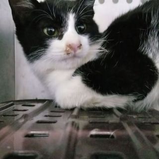 【動画あり】生きたい！ハチワレ男の子