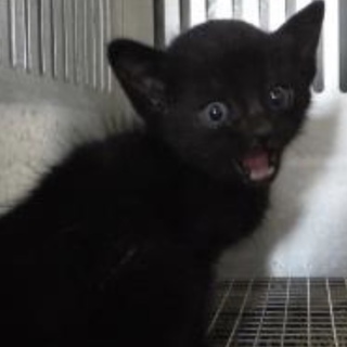 団体様より引出し。子猫 ♂264