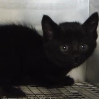 団体様より引き出し。子猫♀265