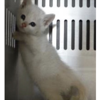 団体様より引出し。子猫♀266