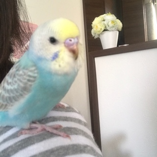 セキセイインコ　レインボー