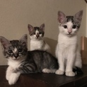 生後2ヶ月半の仔猫♡三姉妹