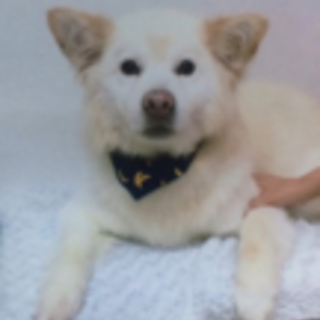 秋田犬ミックス