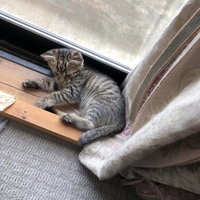 れん、はな。