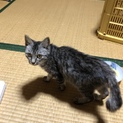 仔猫の好きな方！可愛いです。
