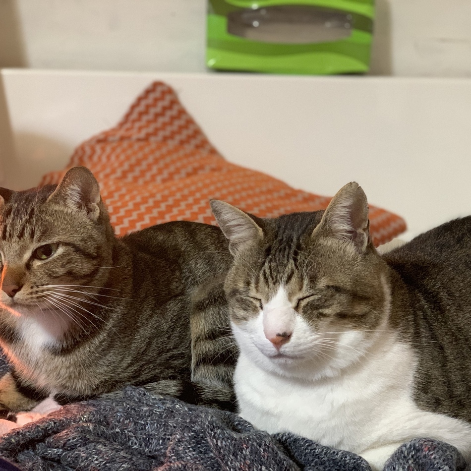 みみ太のカバー写真