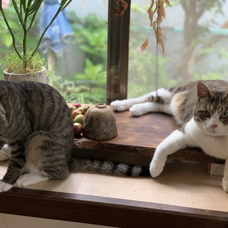 菊丸のカバー写真