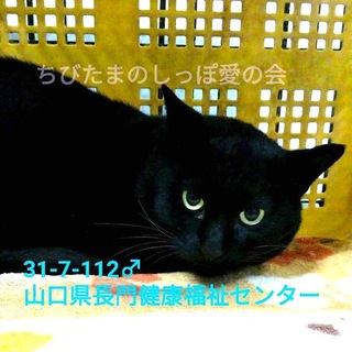 不安そうにしています…黒猫さん　112