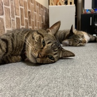 とろろ