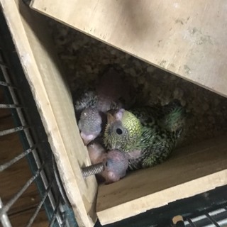 セキセイインコのヒナ３羽とつがい親鳥（編集）