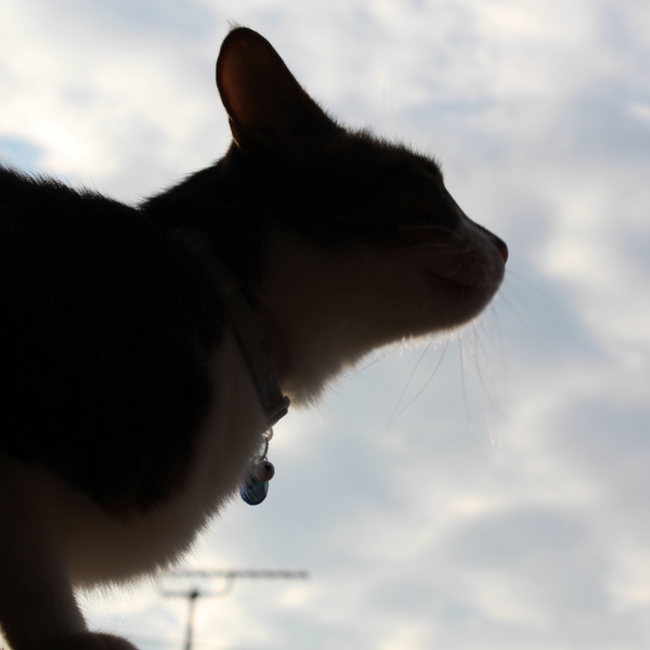 子猫のにゃーのカバー写真