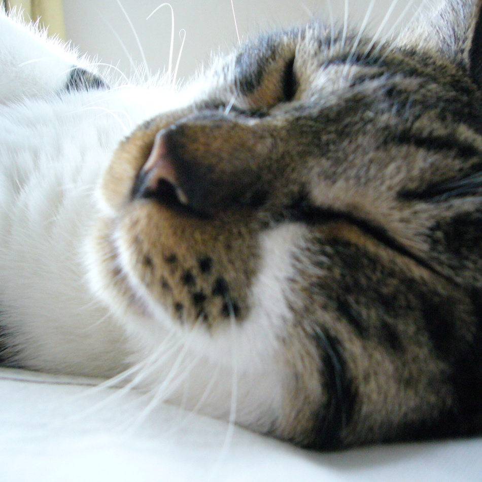 ころのカバー写真