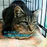 人馴れ抜群！まだ若いキジトラ猫さん 113 サムネイル2