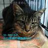 人馴れ抜群！まだ若いキジトラ猫さん 113 サムネイル3