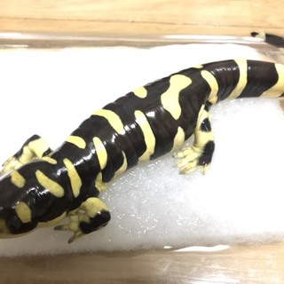 めちゃくちゃ可愛いオビタイガーサラマンダー