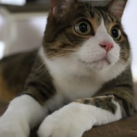 きよし