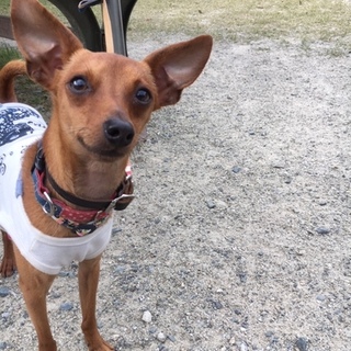 イケメンミニピン「ツヨシ」くん