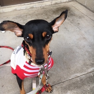 普通の暮らしが嬉しい「デイジー」ちゃん