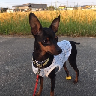 足の障害に負けない「ケイト」ちゃん