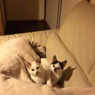仲良し仔猫兄弟の里親募集