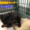 甘えん坊のビビりくん♡まだ子供です(>_<) サムネイル6