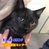甘えん坊のビビりくん♡まだ子供です(>_<) サムネイル7