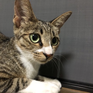 可愛いツンデレ女の子