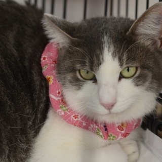 白グレーの長毛女の子