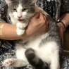 白グレーの長毛女の子 サムネイル4