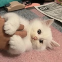 白系モフモフ3兄弟