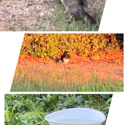 「保護ネコ？」サムネイル1