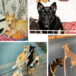 「保護ネコ？」サムネイル2