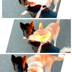 「保護ネコ？」サムネイル3