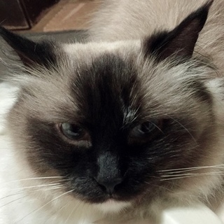 ラグドール女の子里親さん募集です。