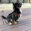 1歳のチワワです！