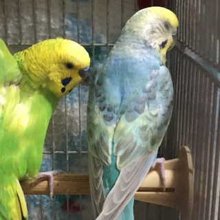 つがいのセキセイインコとヒナ３羽（編集編）