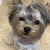 たのちゃん727