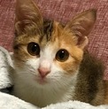 パステル三毛の子猫です（11/10の譲渡会に参加