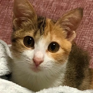 パステル三毛の子猫です（11/10の譲渡会に参加