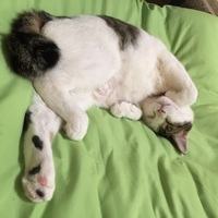 フユ