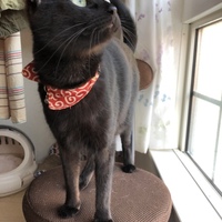 ナツ