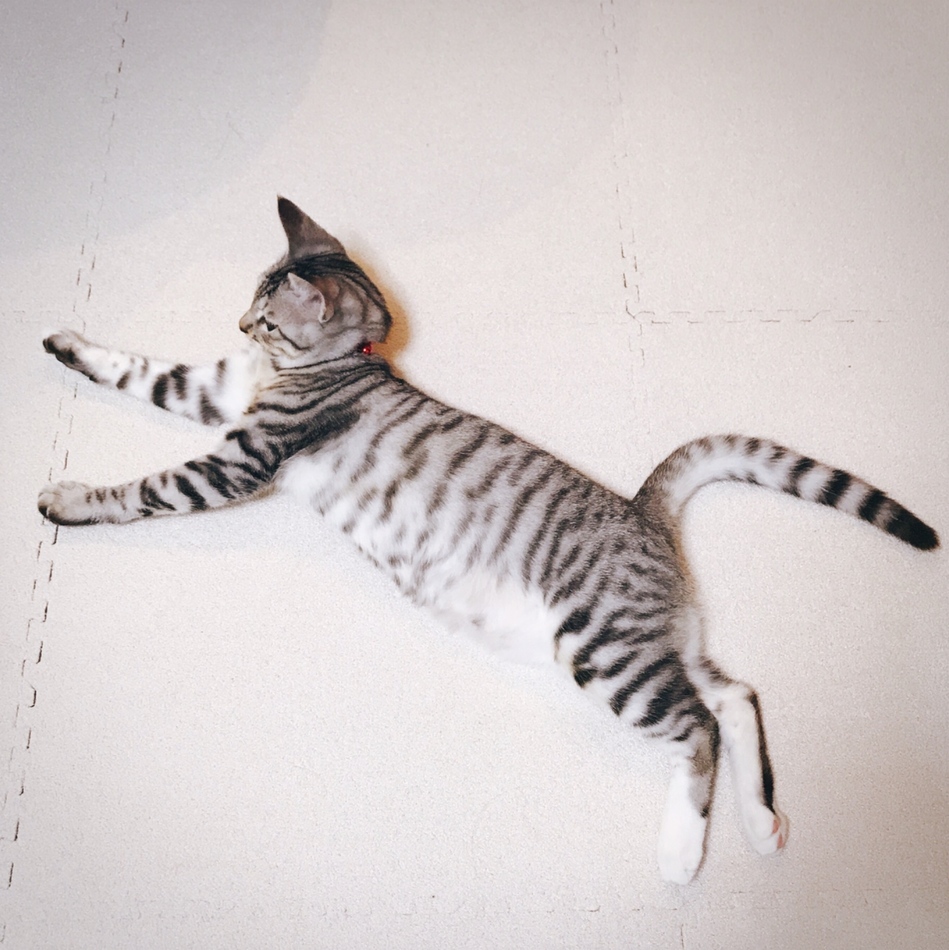 ルナのカバー写真