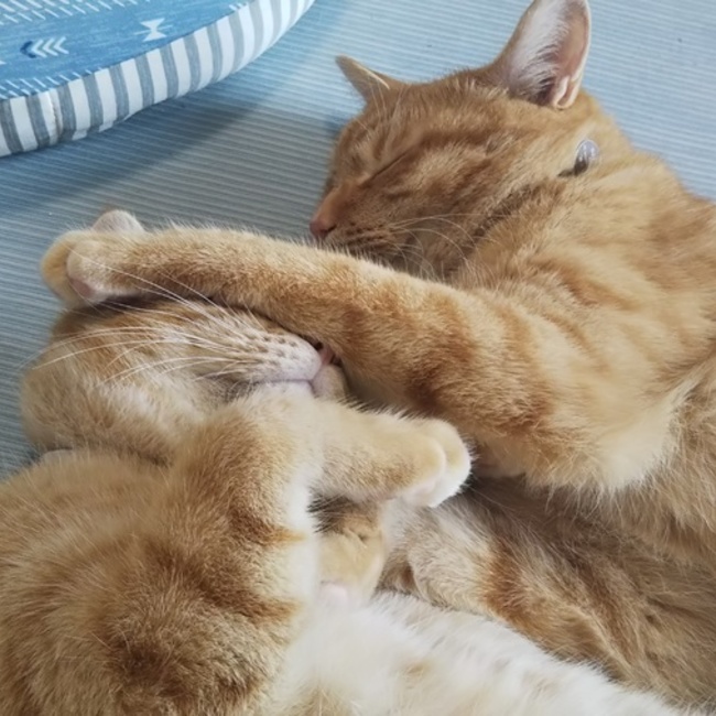 ひぃさんとあるさんのカバー写真