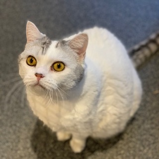 ぽっちゃり可愛いスコティッシュのみゅーちゃん