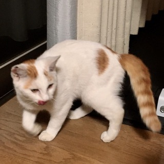 生後4ヶ月程の白猫ちゃん