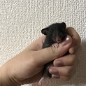 黒ハムちゃん　男の子