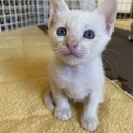 生後一ヶ月半の白猫ちゃんです