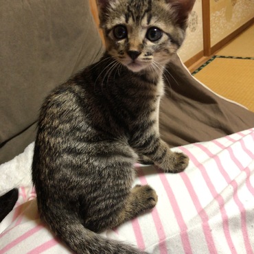 寝てる飼い主を踏み台に