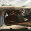 元気な子猫。