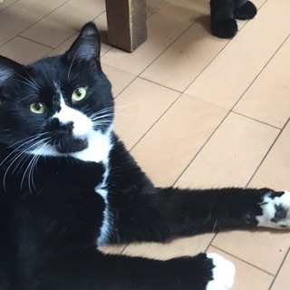 ❤️人馴れしていておとなしい優しい猫ちゃん❤️